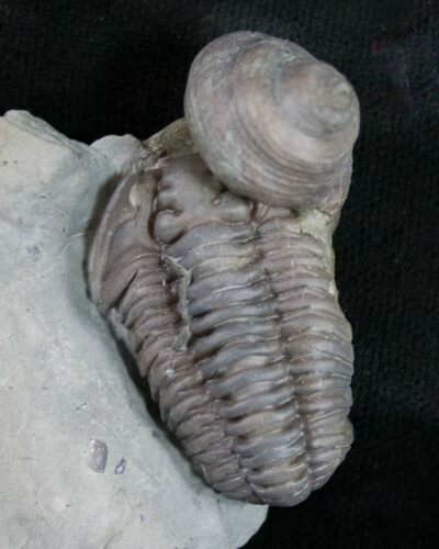 , D Flexicalymene Trilobite With Gastropod #9223